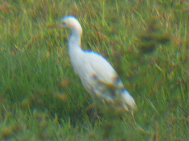 Western Cattle Egret - ML611263587