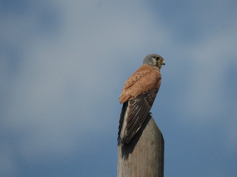 Eurasian Kestrel - Rui Figueiredo