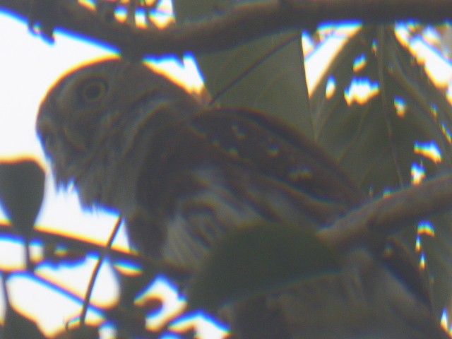 Colima Pygmy-Owl - ML611263617