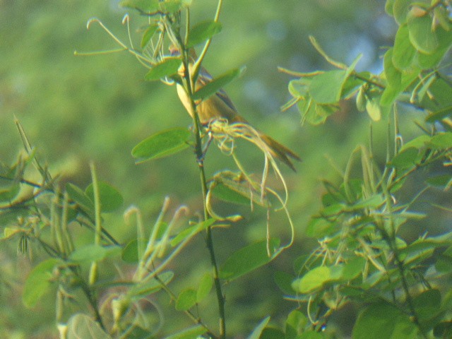 Streak-backed Oriole - ML611263655