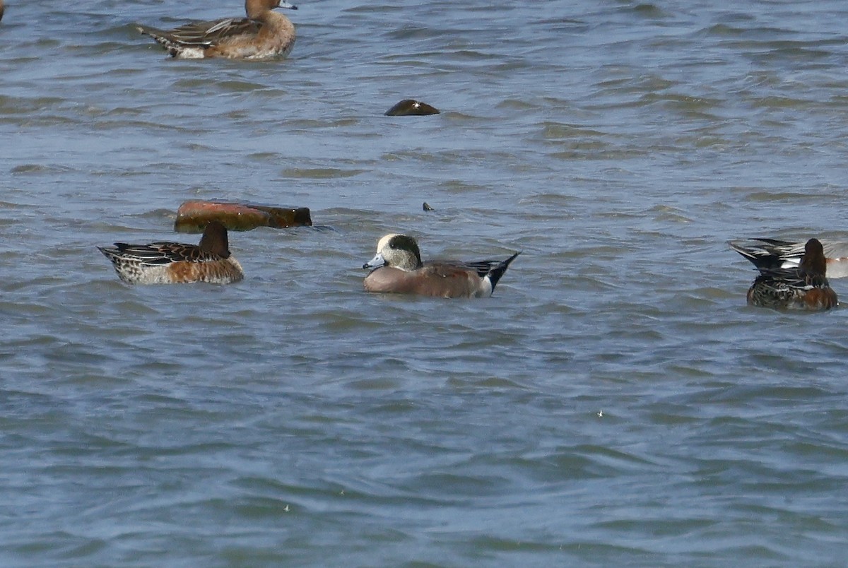 American Wigeon - Tiffany Wu