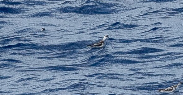 Red-necked Phalarope - ML611263790