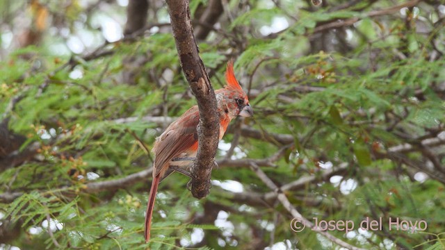 Vermilion Cardinal - ML611263830