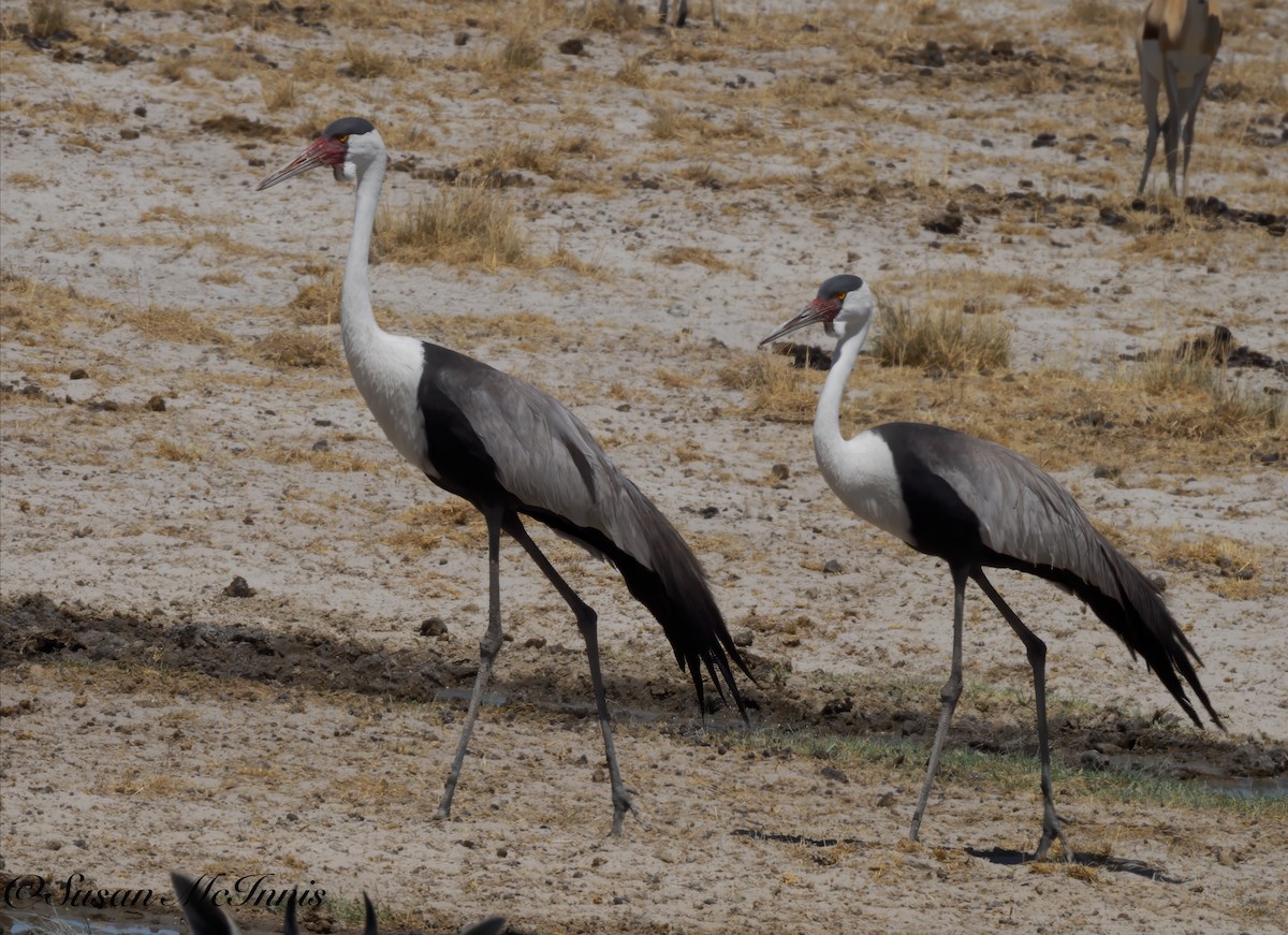 Wattled Crane - ML611263905