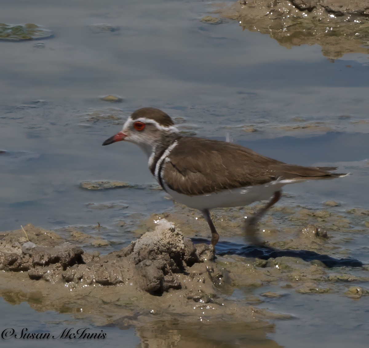Three-banded Plover - ML611263981