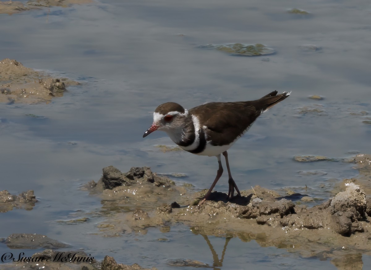 Three-banded Plover - ML611264008