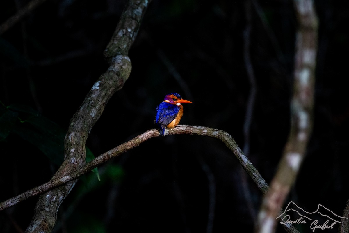 African Pygmy Kingfisher - ML611264048