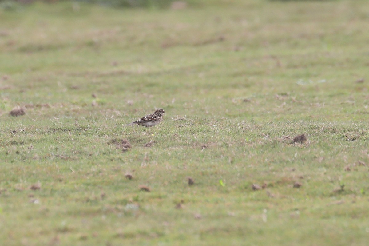 Lapland Longspur - Thomas Galewski