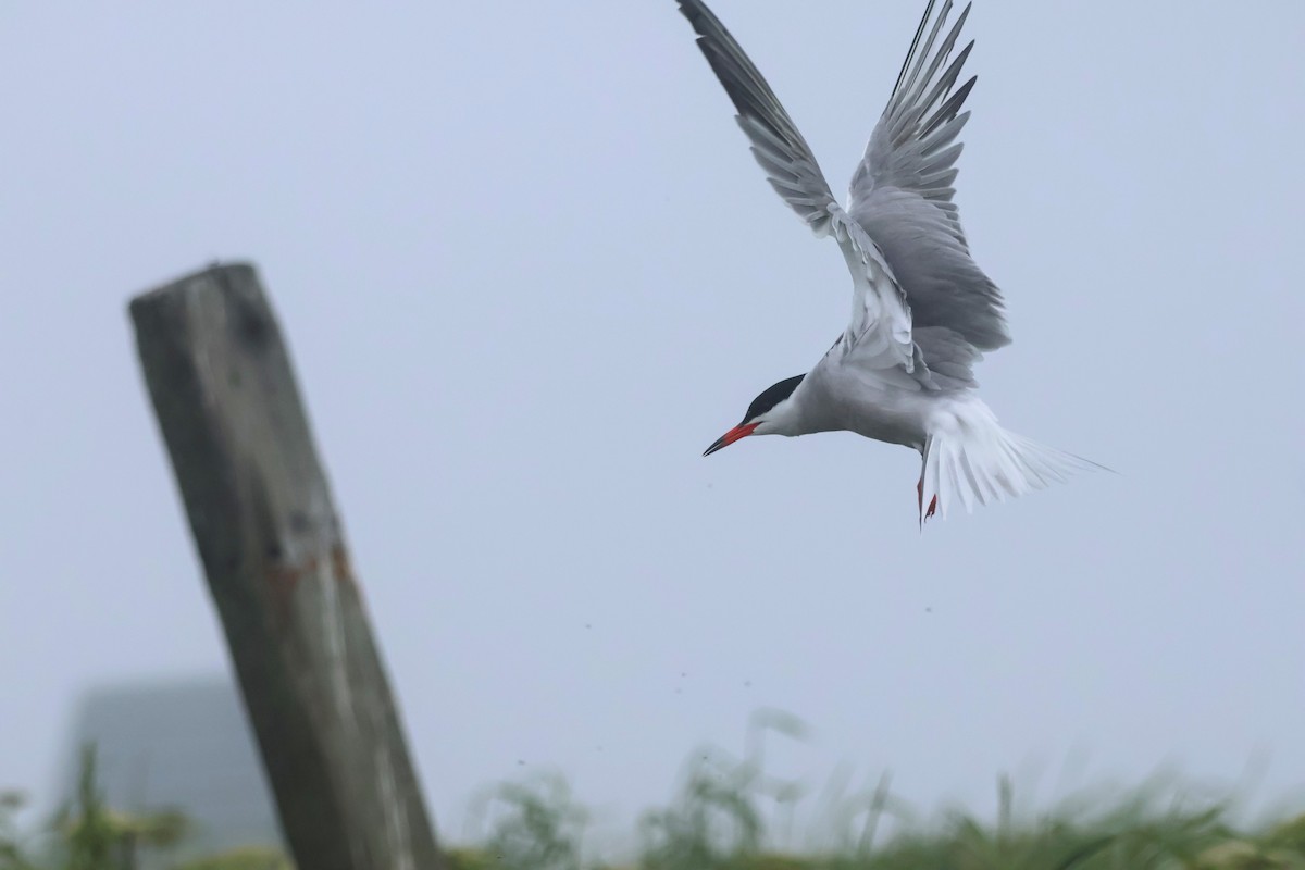 Common Tern - ML611264113