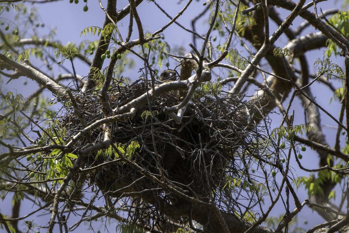 Madagascar Buzzard - ML611264283