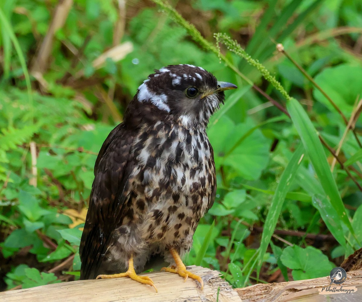 Large Hawk-Cuckoo - ML611264531