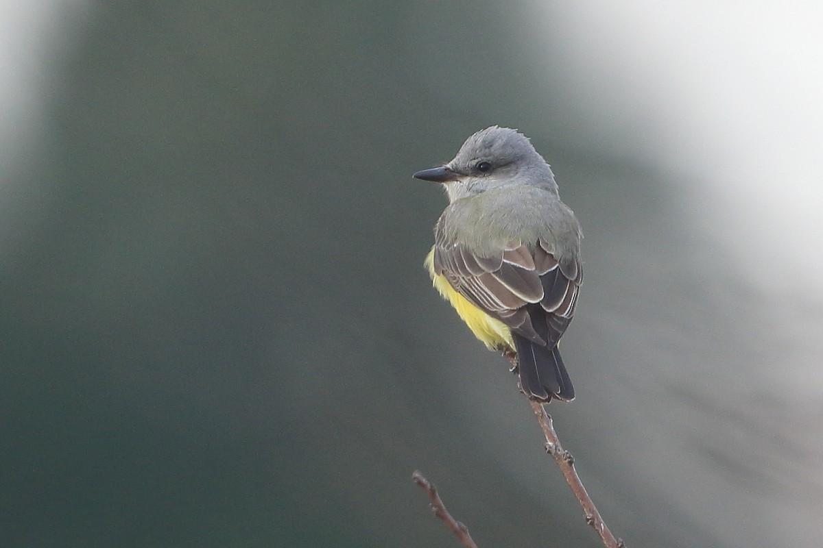 Western Kingbird - ML611264645