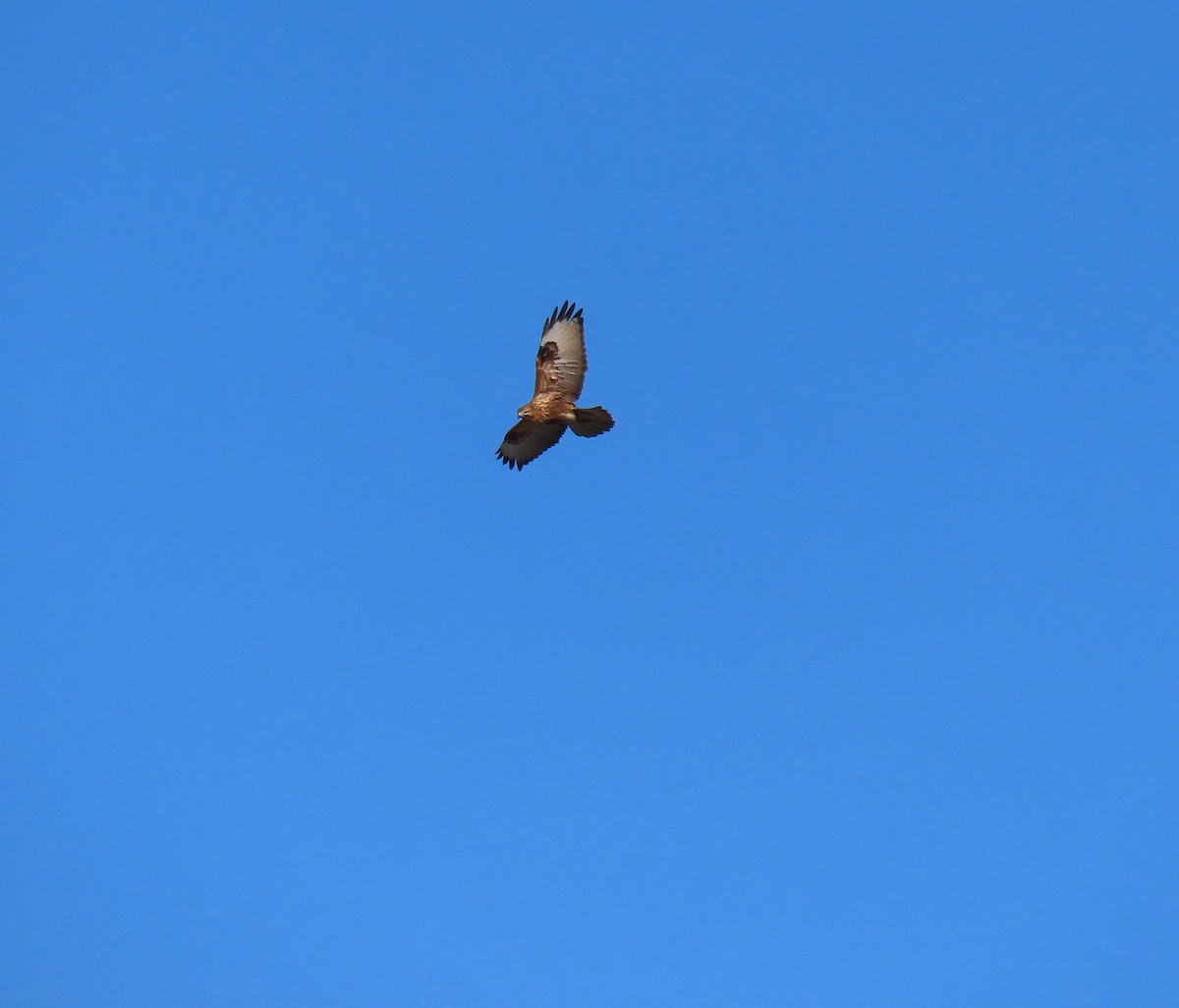 Eastern Buzzard - ML611264663