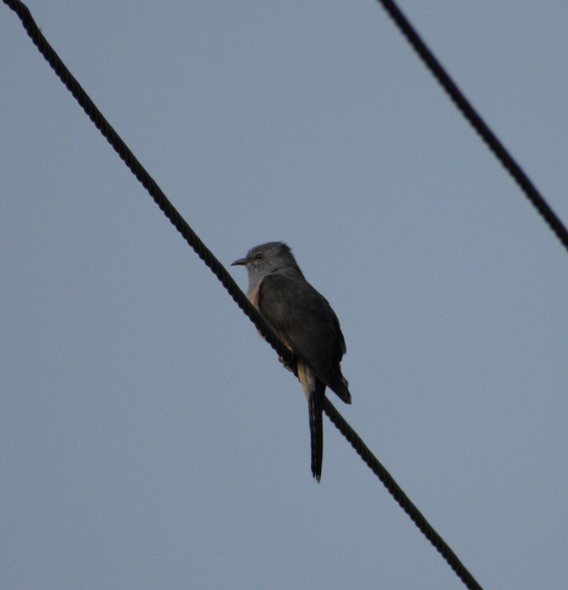 Plaintive Cuckoo - ML611264753