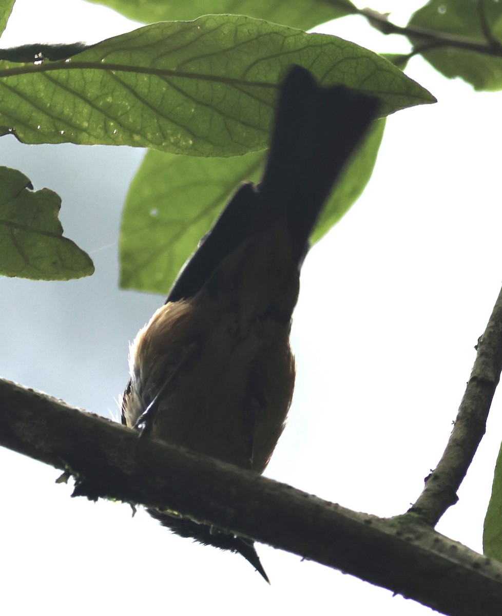 Blue-backed Conebill - ML611264760