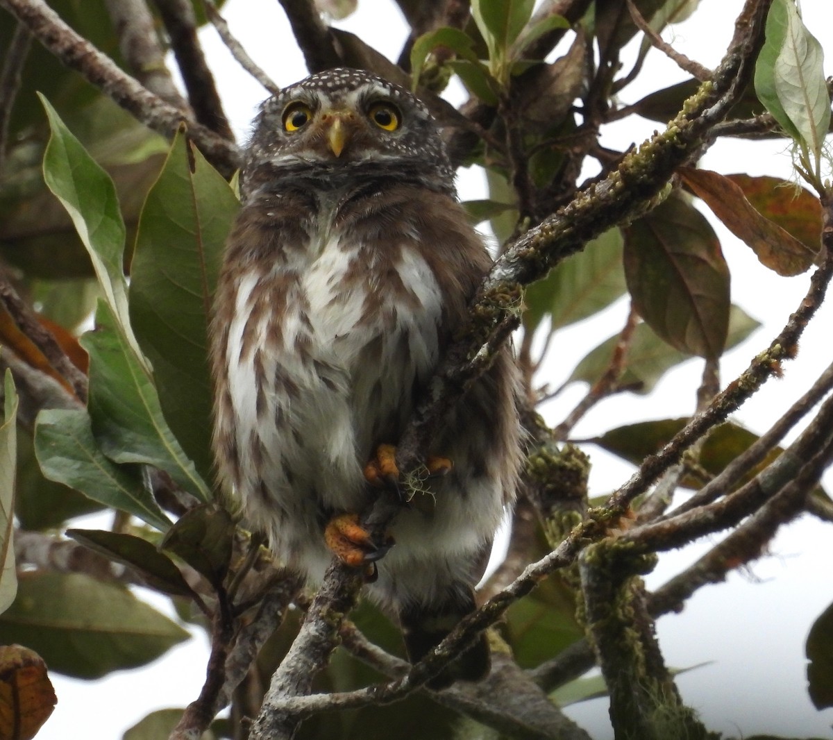 Subtropical Pygmy-Owl - Fernando Angulo - CORBIDI