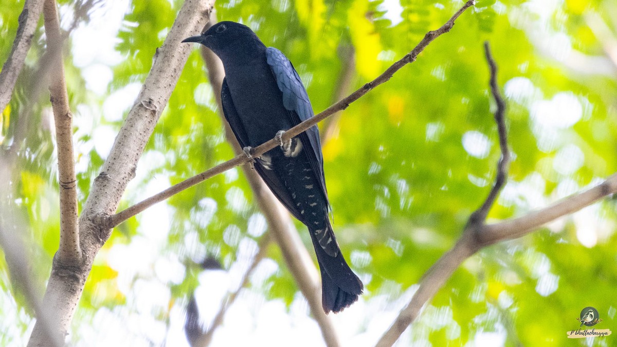 Fork-tailed/Square-tailed Drongo-Cuckoo - ML611264790