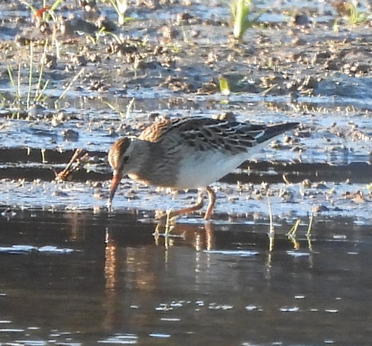 Pectoral Sandpiper - Michelle Forte