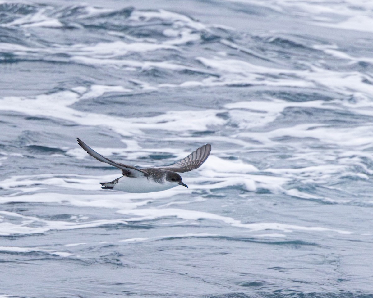 Subantarctic Shearwater - ML611264817