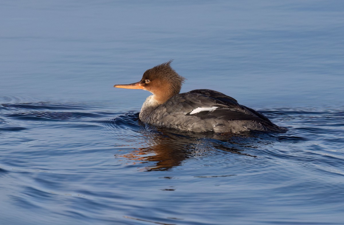 Red-breasted Merganser - ML611264846