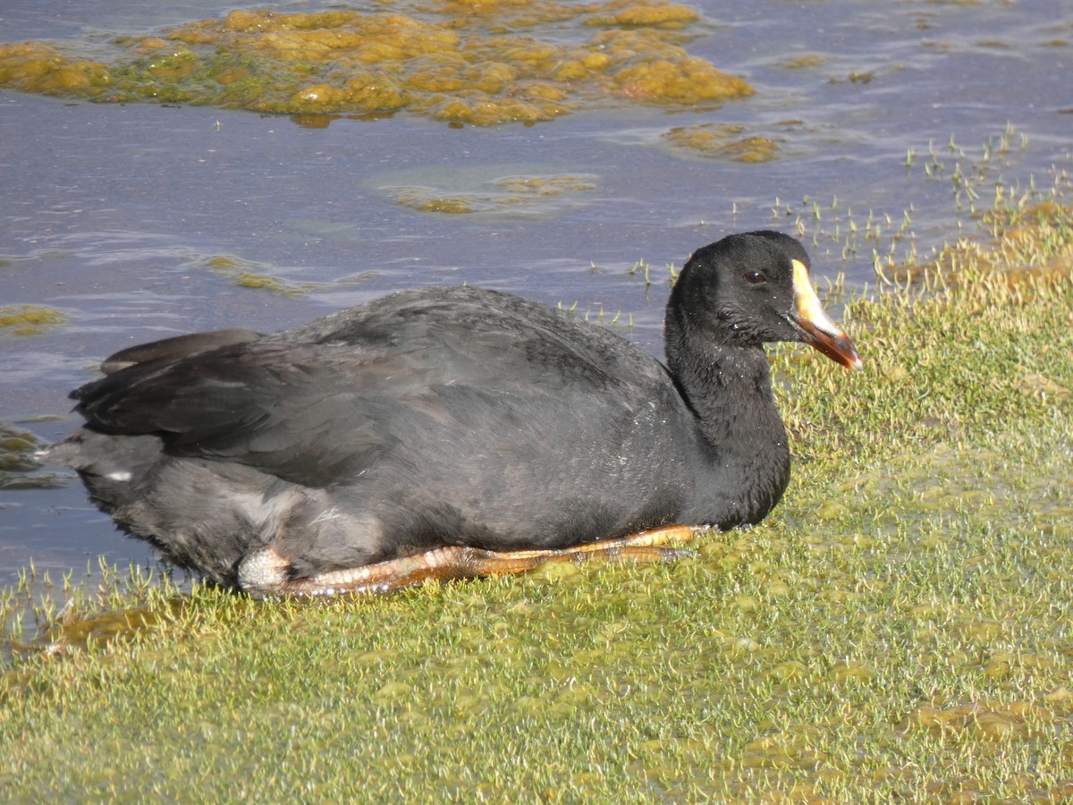 Giant Coot - ML611264864