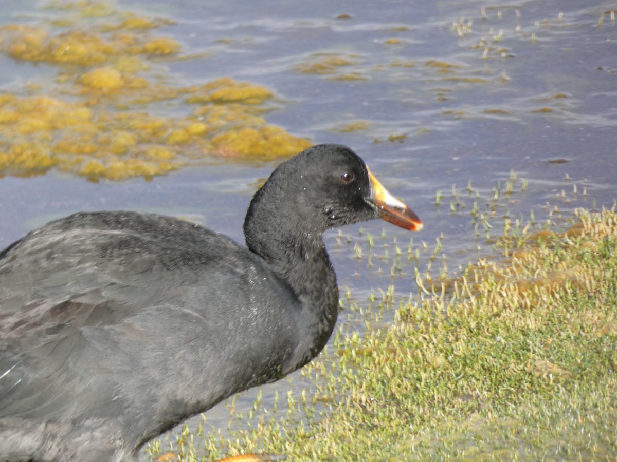 Giant Coot - ML611264865