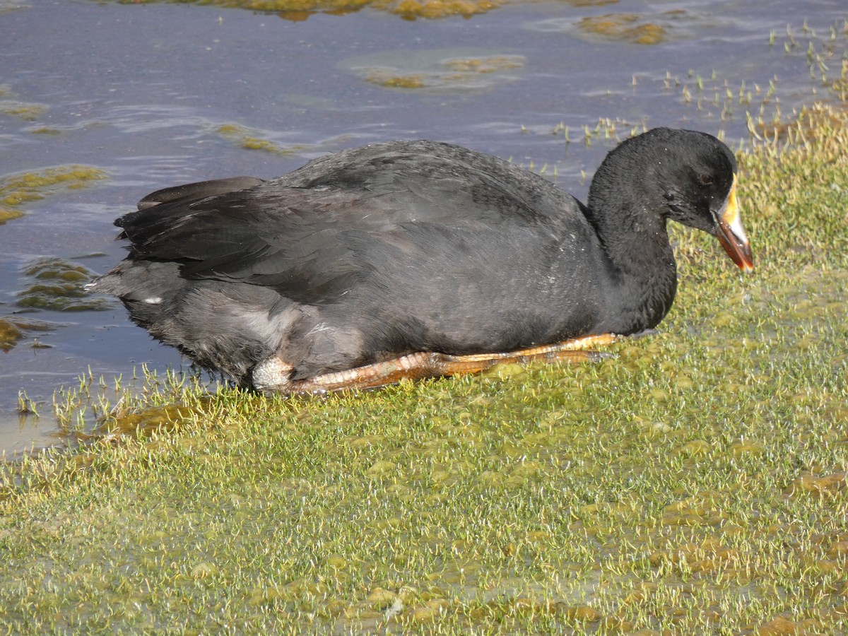 Giant Coot - ML611264866