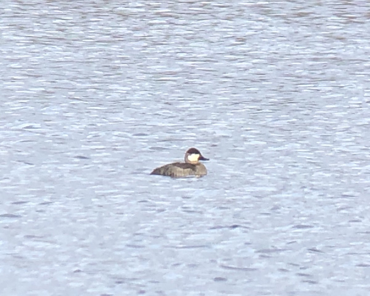 Ruddy Duck - Thierry Grandmont