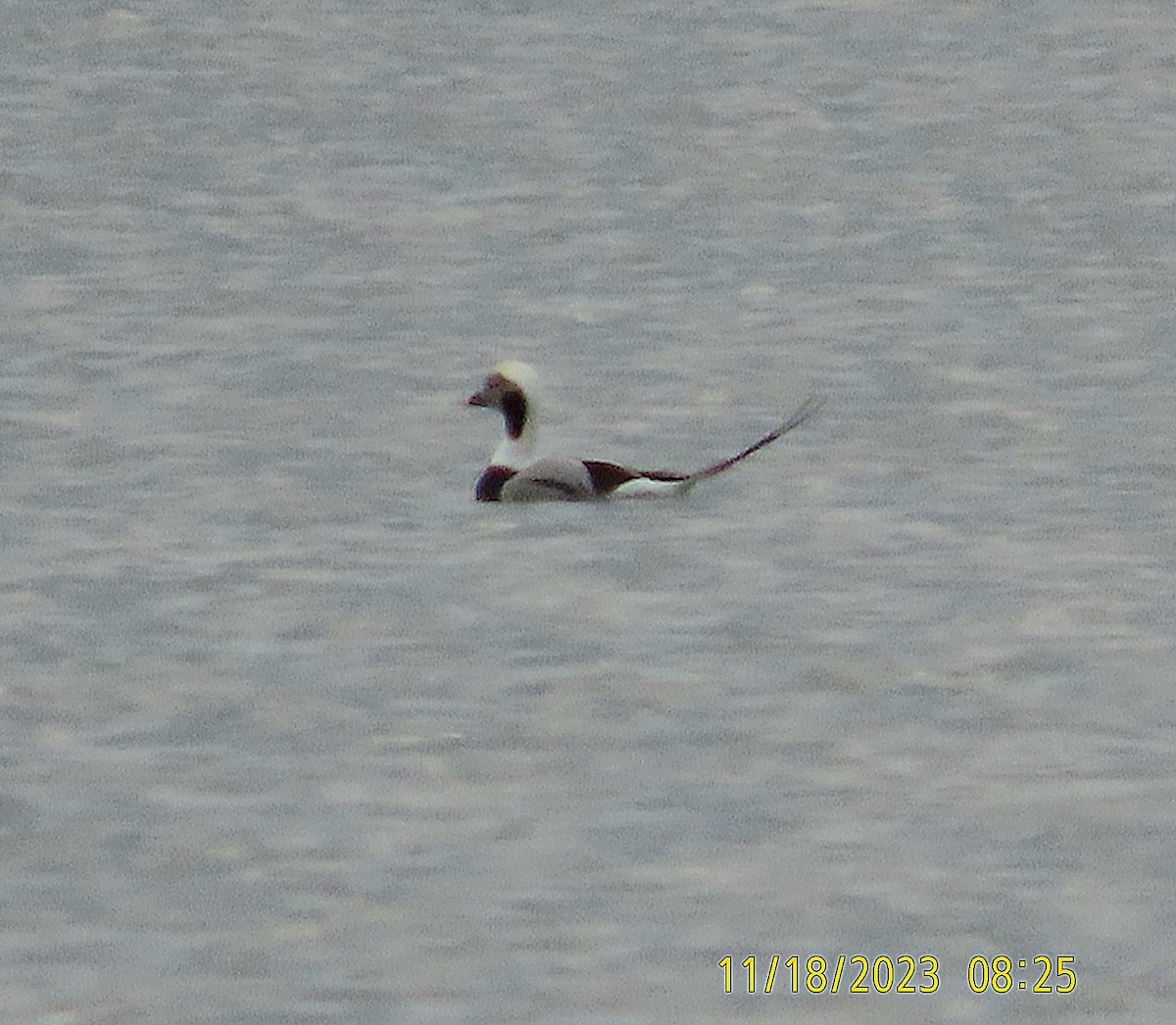 Long-tailed Duck - ML611265068