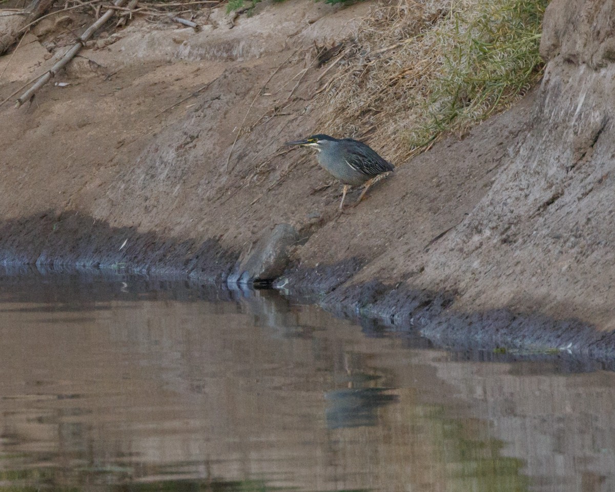 Striated Heron - Karl Wirth