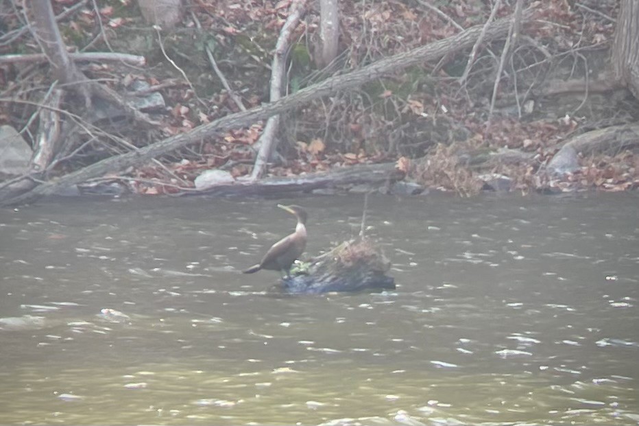 Double-crested Cormorant - ML611265092