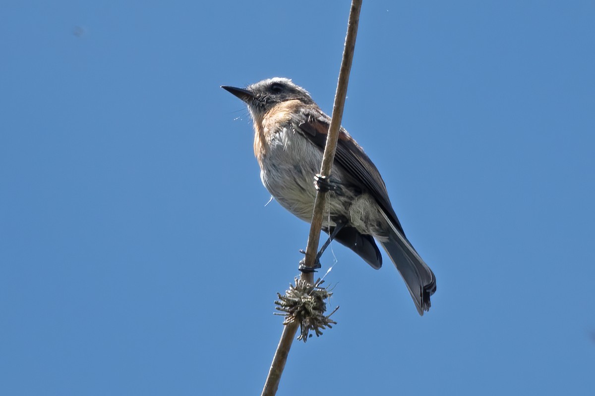 Rufous-breasted Chat-Tyrant - ML611265114