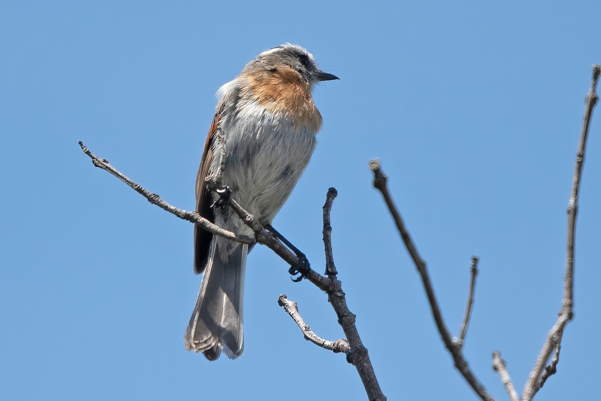 Rufous-breasted Chat-Tyrant - ML611265121