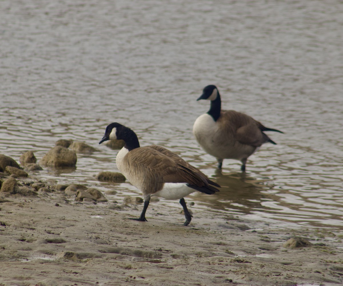 Canada Goose - ML611265125