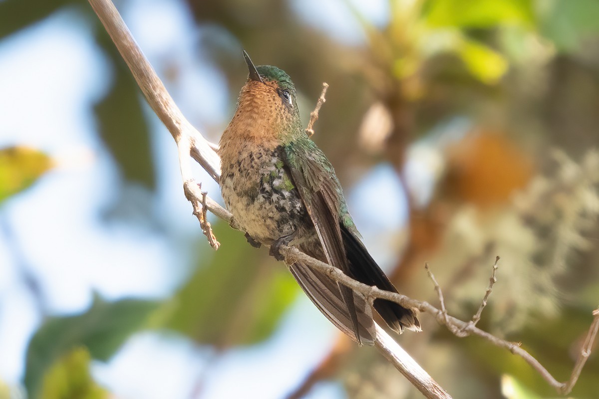 kolibřík dřišťálový - ML611265140