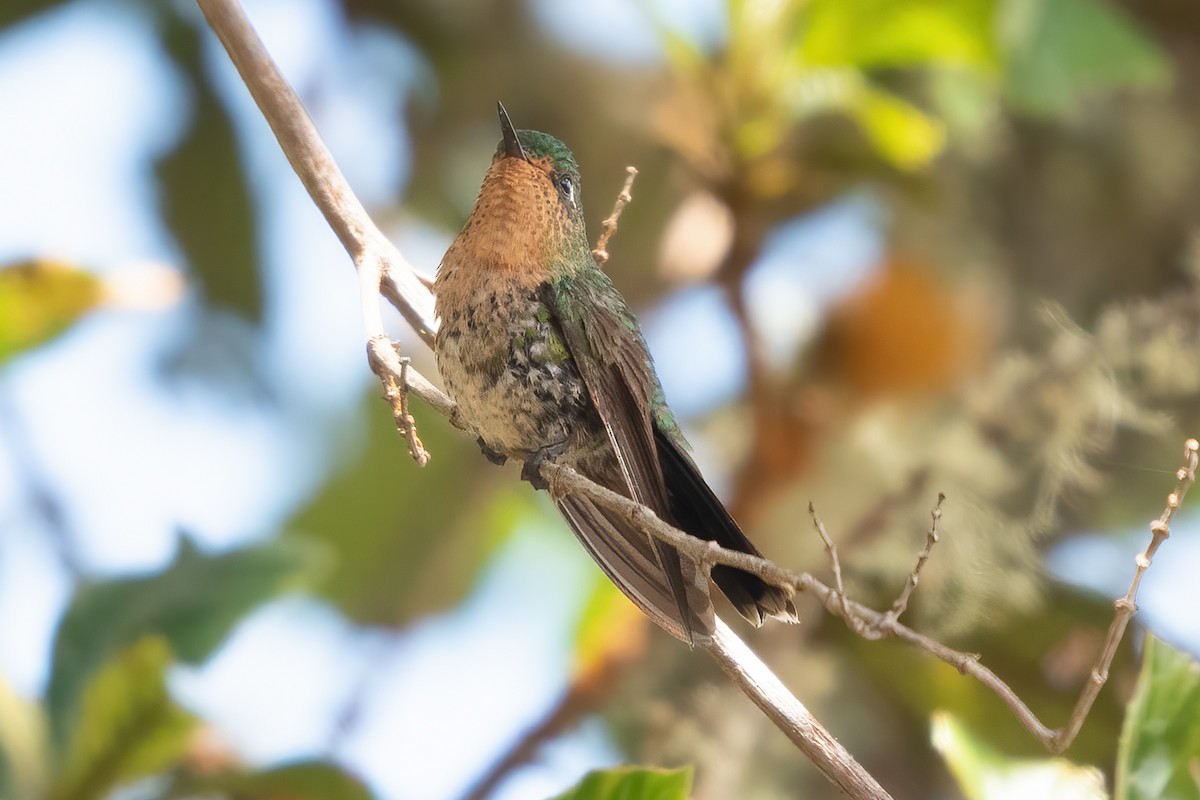 kolibřík dřišťálový - ML611265141