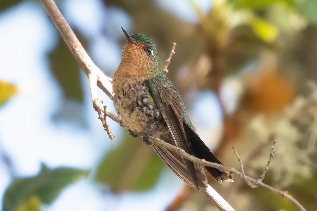 kolibřík dřišťálový - ML611265142