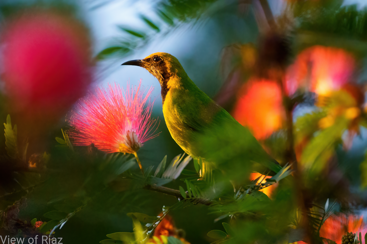Golden-fronted Leafbird - RIAZUL ISLAM