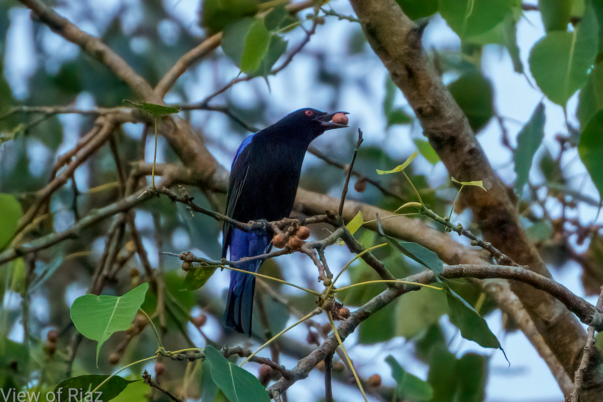 Asian Fairy-bluebird - RIAZUL ISLAM