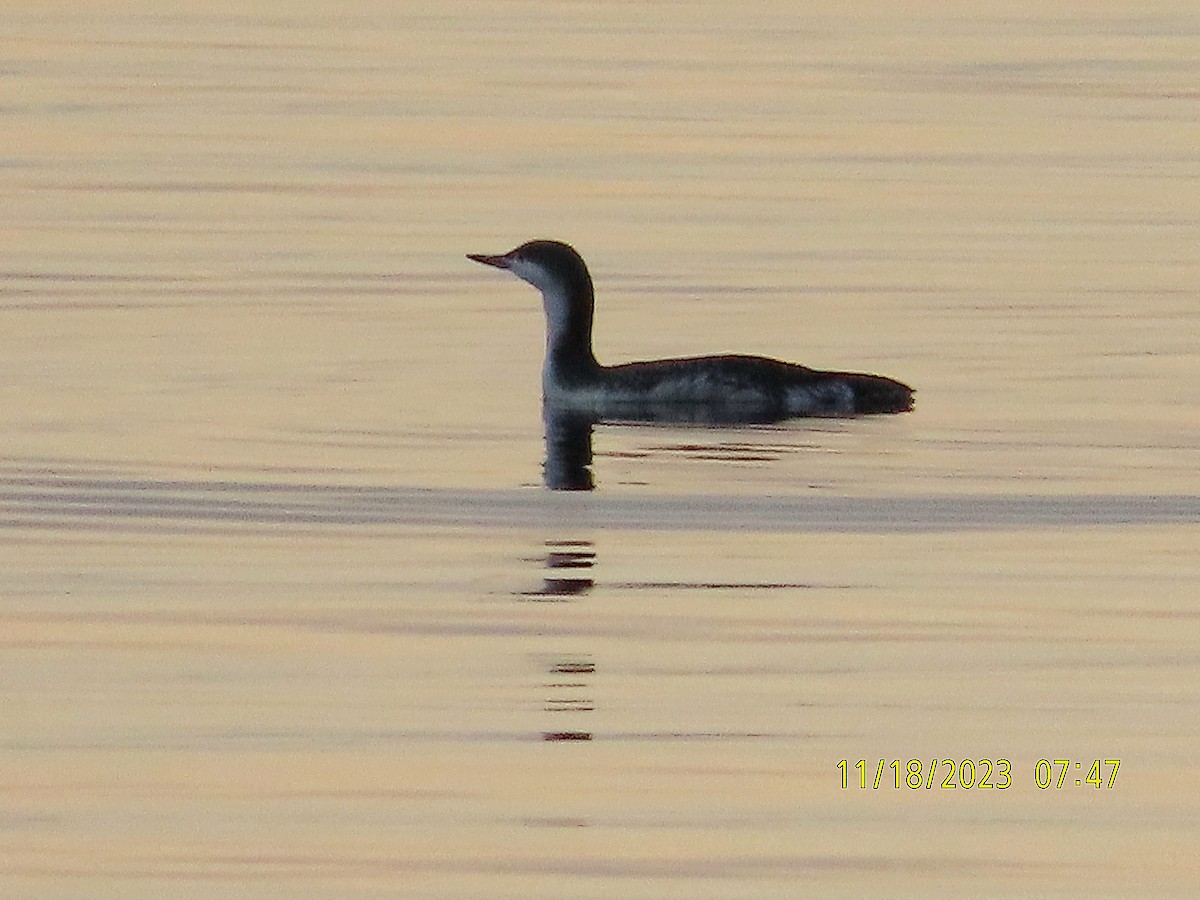Red-throated Loon - ML611265312