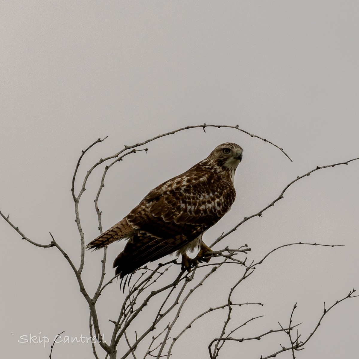 Red-tailed Hawk - ML611265476