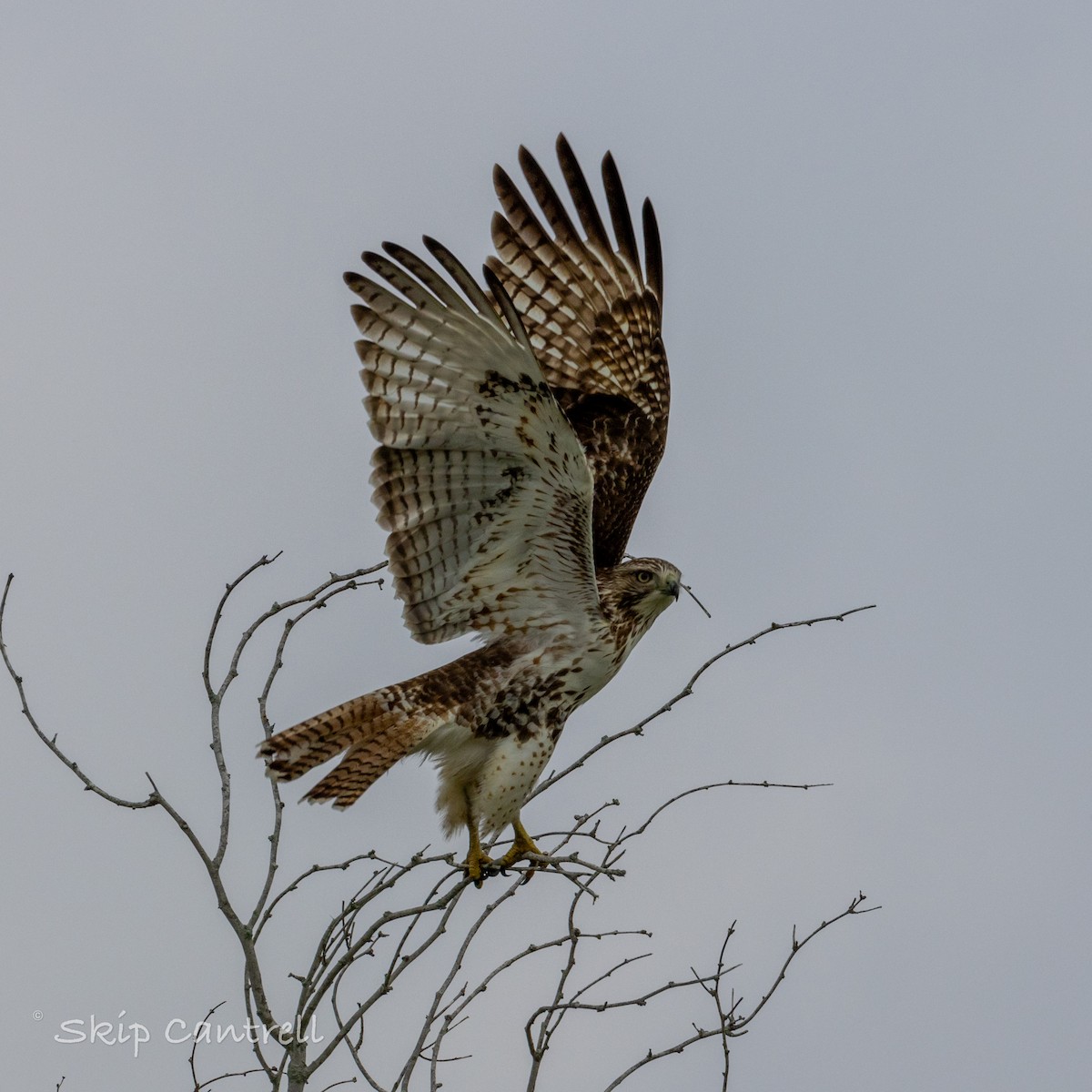 Red-tailed Hawk - ML611265479