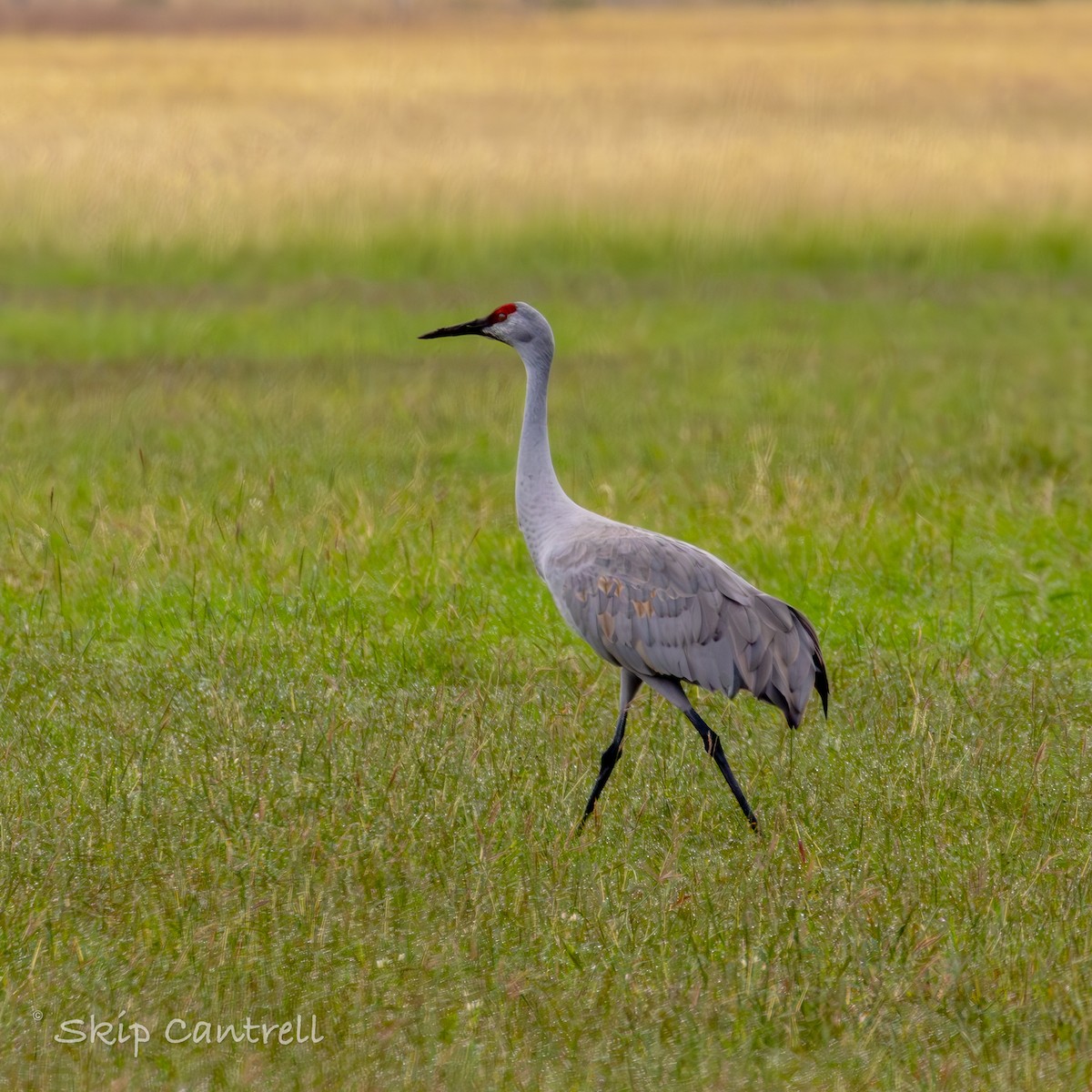 Sandhill Crane - ML611265502