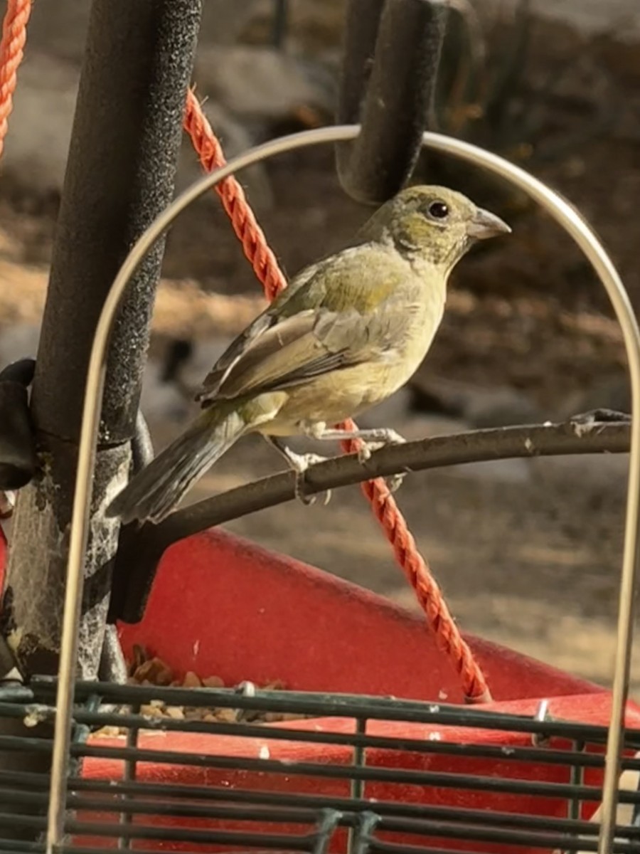 Painted Bunting - ML611265513