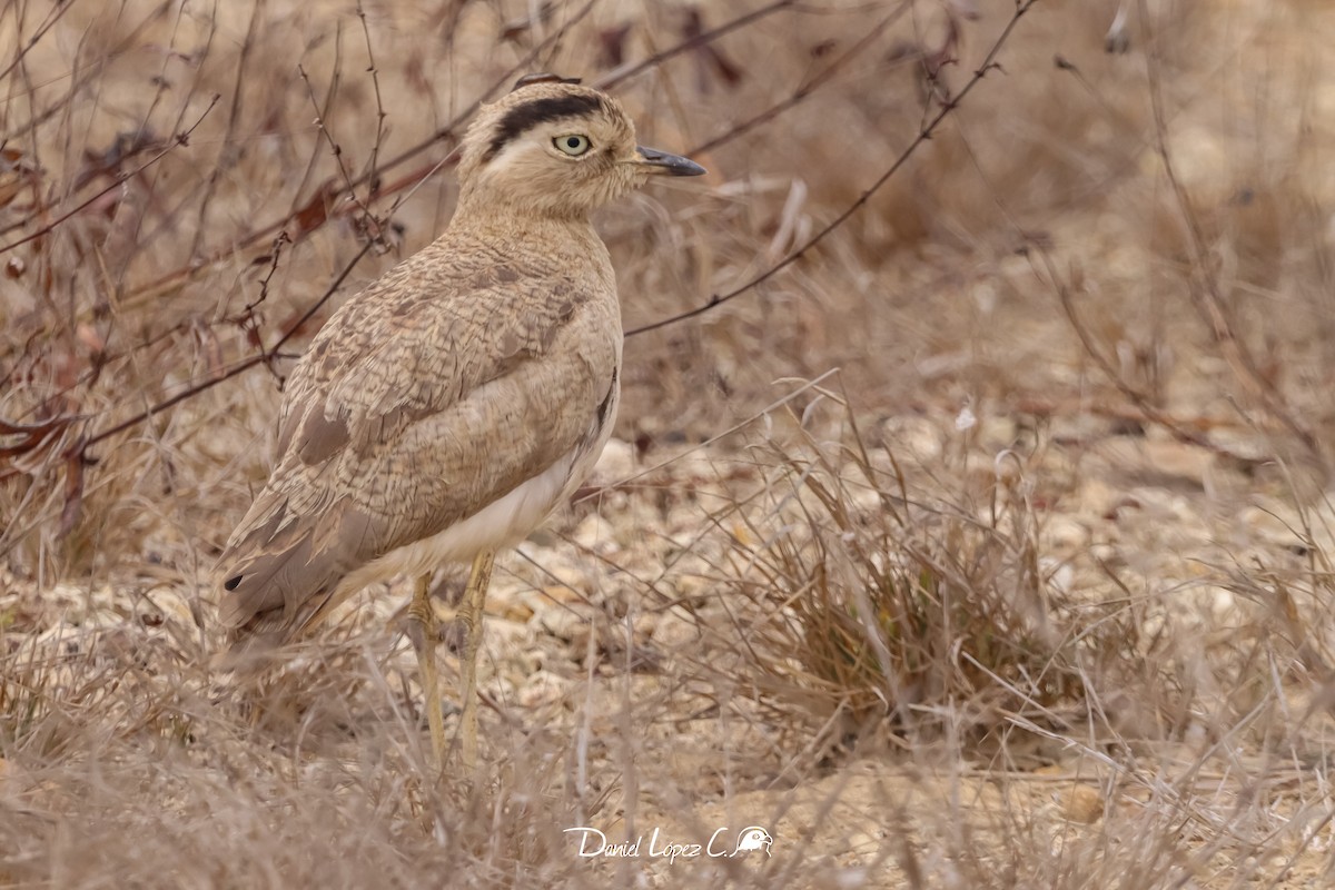 Peruvian Thick-knee - ML611265519