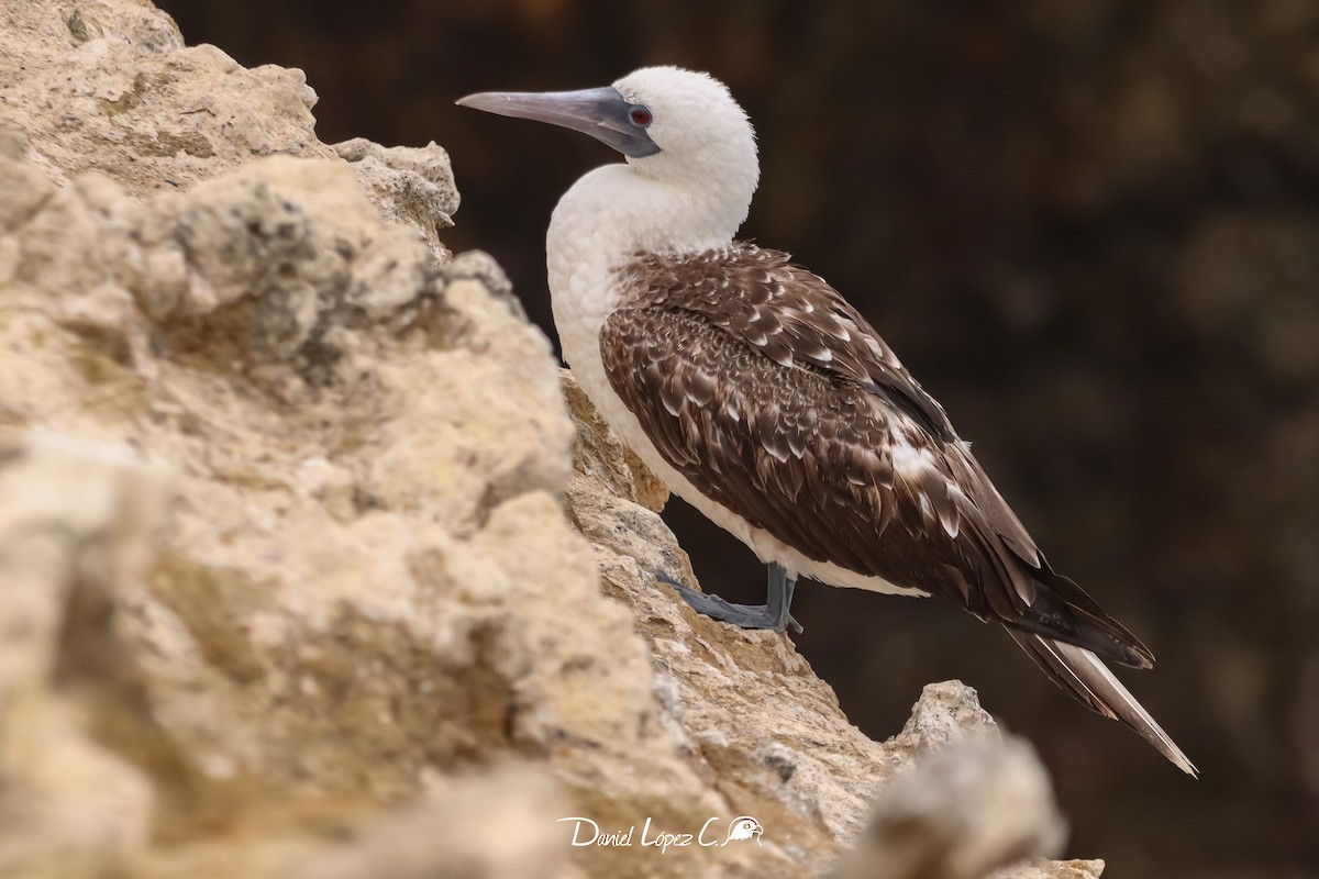 Peruvian Booby - Daniel López Condoy 🦅