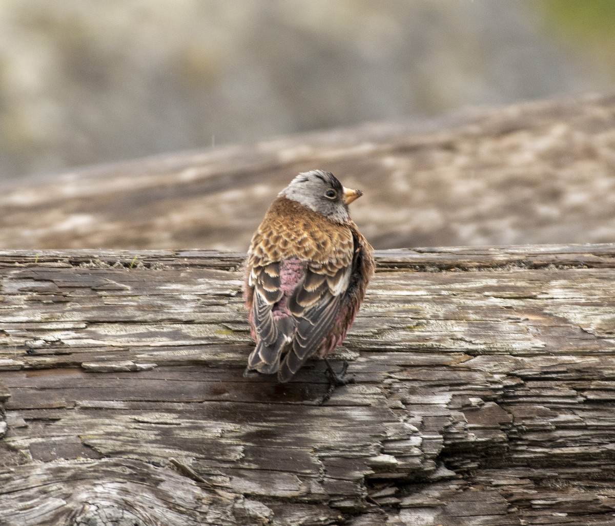 Gray-crowned Rosy-Finch (Hepburn's) - Alec Roseto