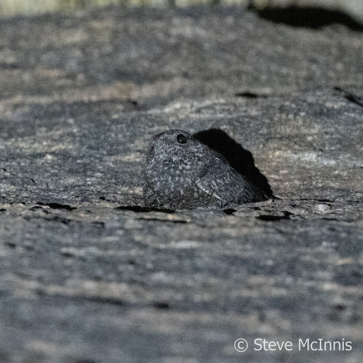 Freckled Nightjar - Steve McInnis