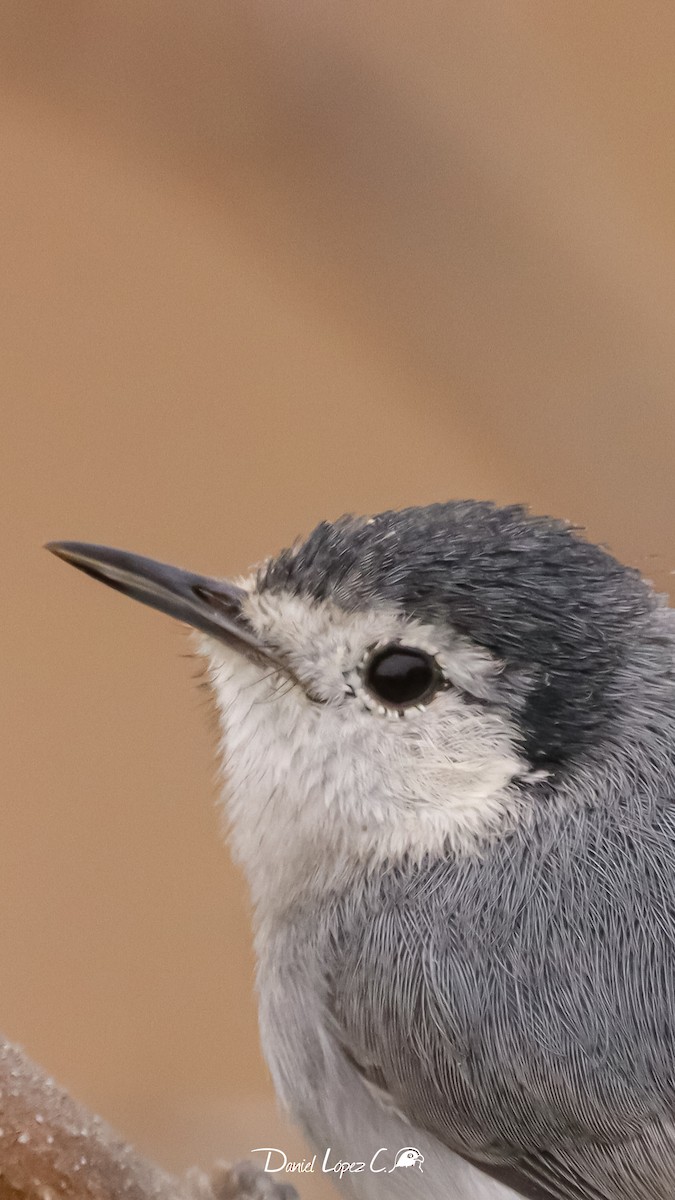 White-browed Gnatcatcher - Daniel López Condoy 🦅