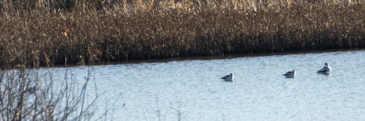 American Avocet - Alec Roseto